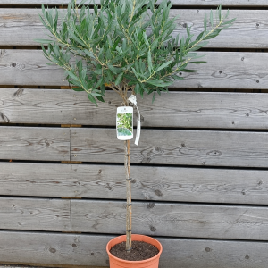 Olea europaea (Olivovník európsky) ´CIPRESSINO´ - výška 70-90 cm, kont. C5L – NA KMIENKU (-12°C)
